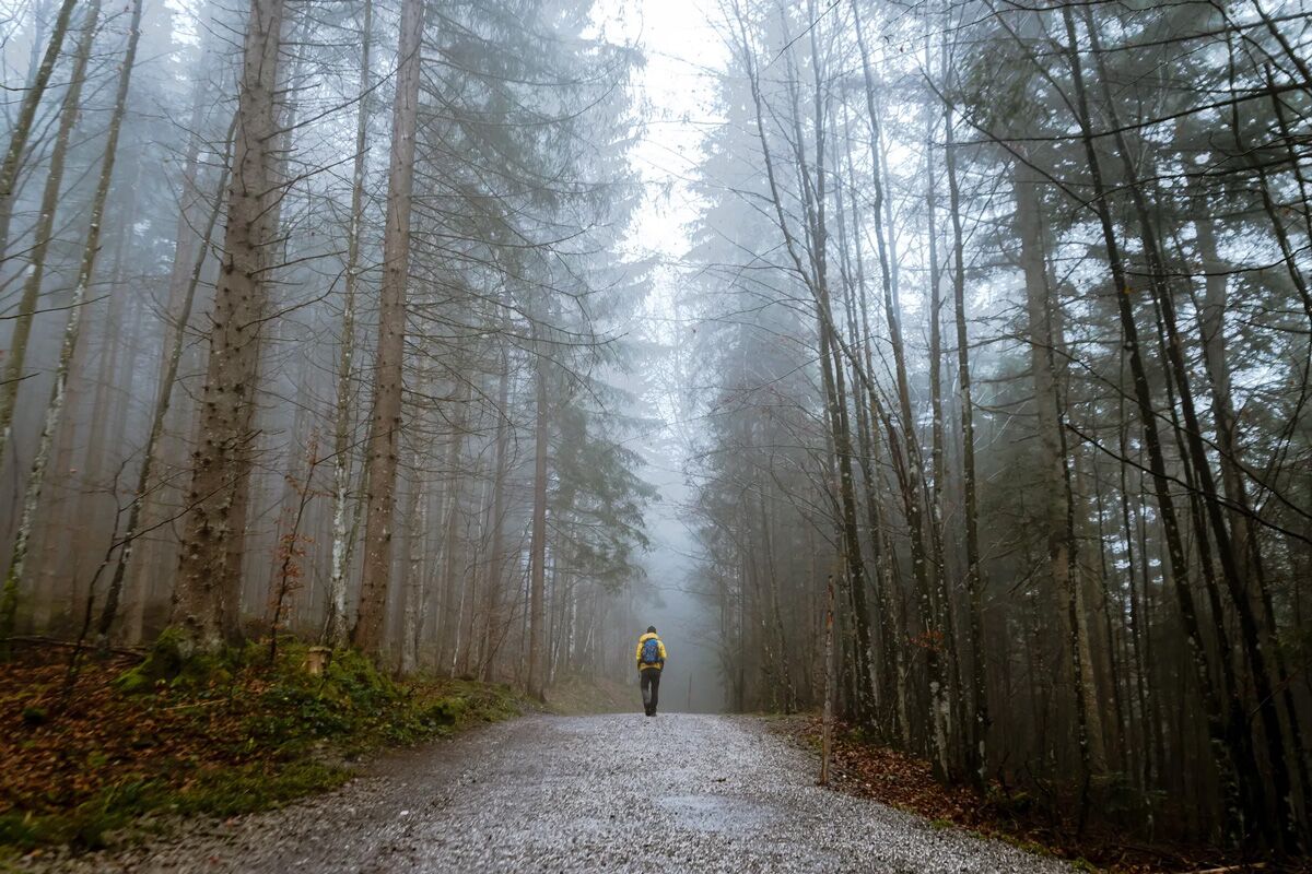 A lone figure walks along a gravel path through a misty forest, surrounded by tall trees and soft, diffused light.