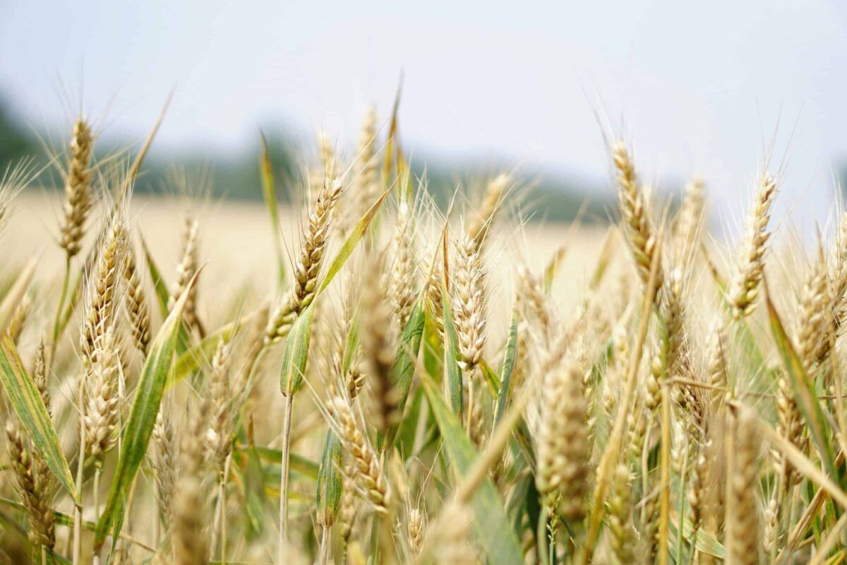 A close-up view of golden wheat stalks swaying gently in a field, with a blurred background of a sunny sky and distant greenery.