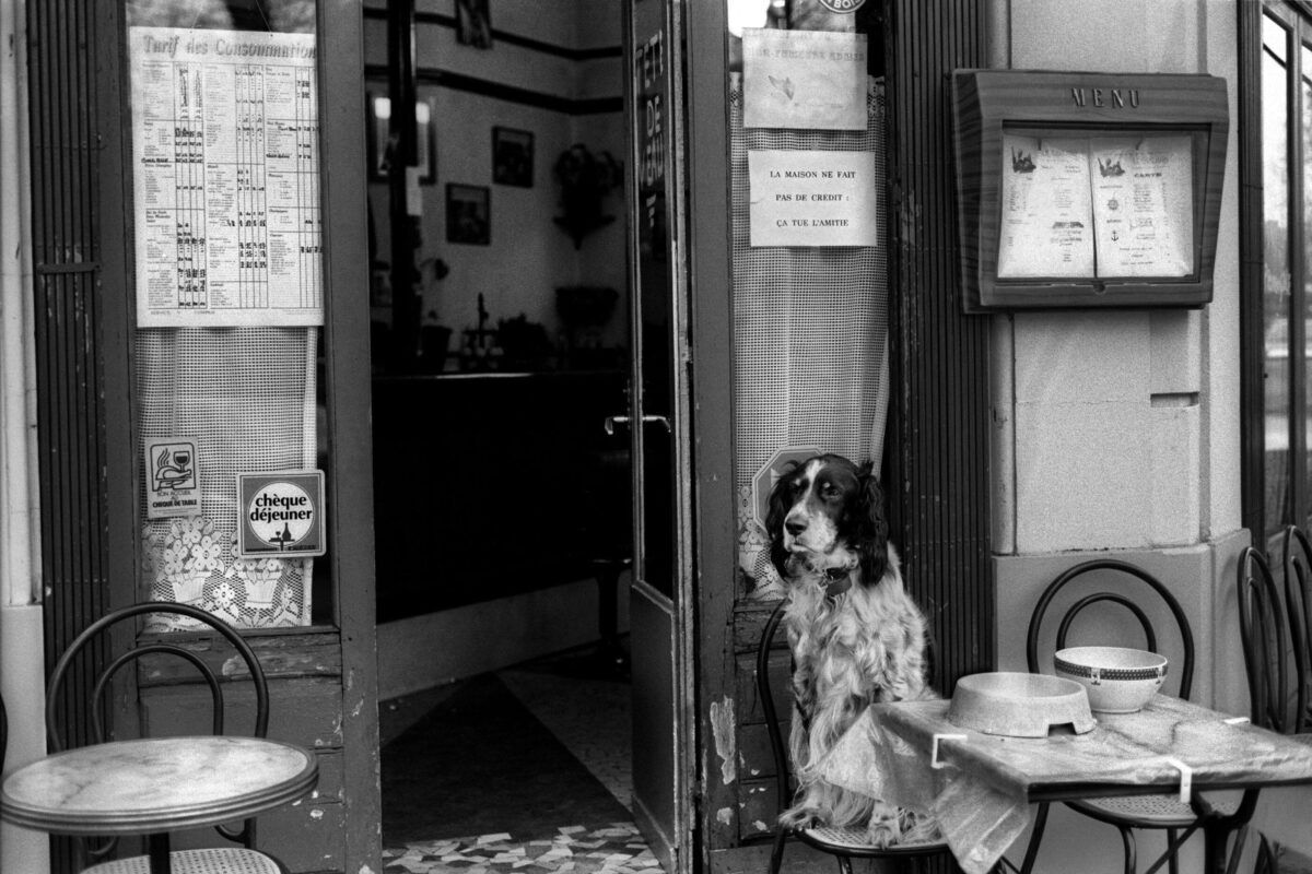 A dog sits by an open café door, gazing outside. Tables and menus are visible, creating a quaint, inviting atmosphere in black and white.