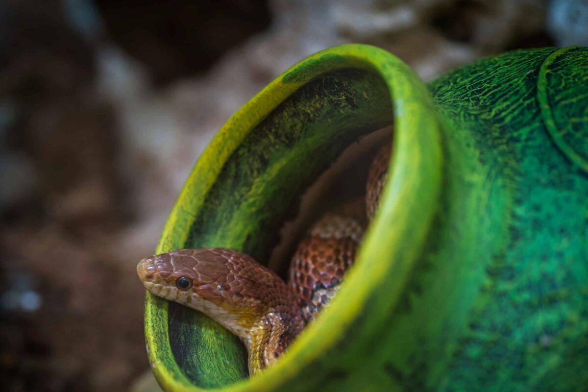 A brown snake peeks out from inside a green pot, surrounded by a rocky environment, highlighting its natural camouflage.