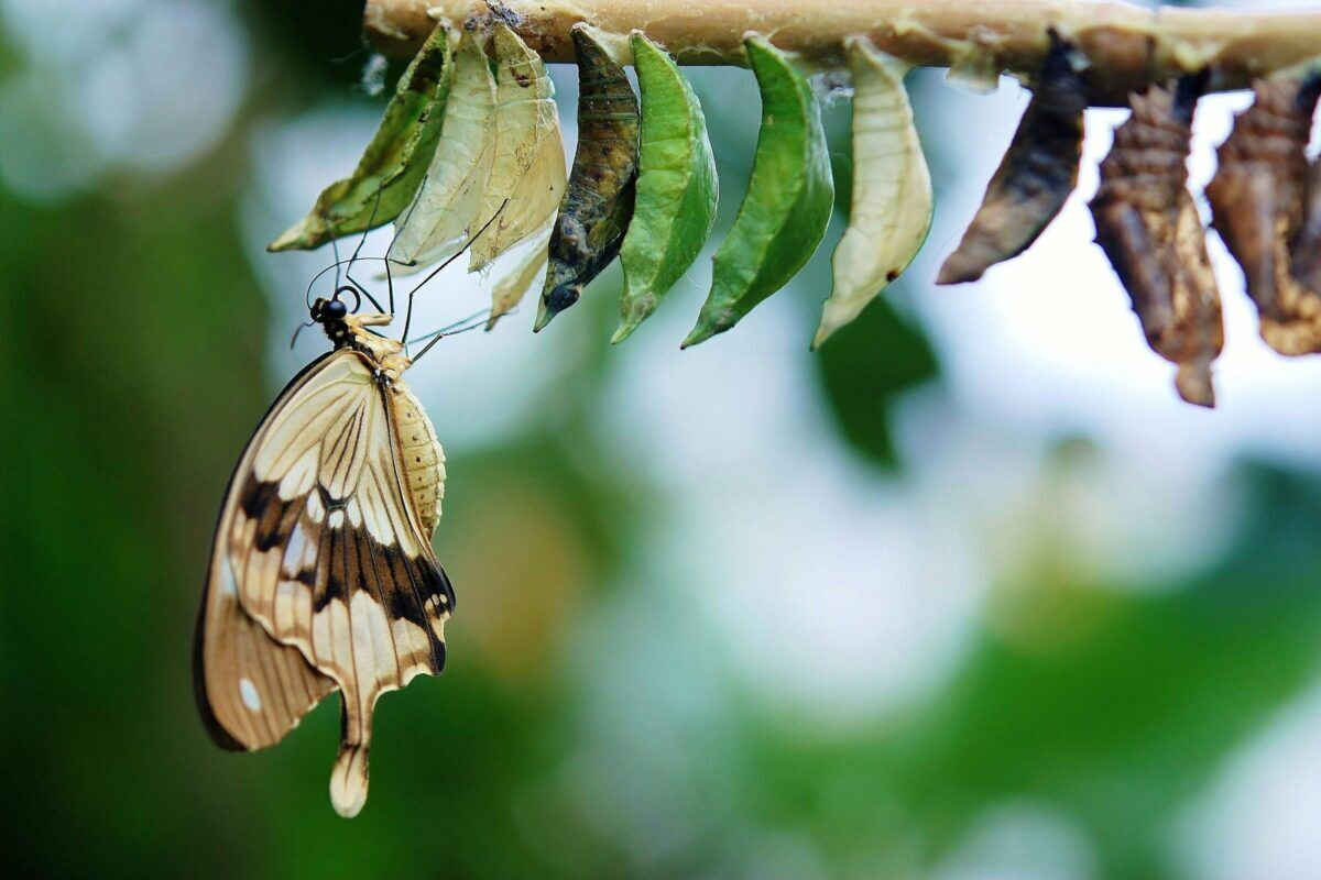 A butterfly hangs from a leaf near pupae, showcasing its delicate wings in a lush, green environment. The setting suggests a transformation in nature.